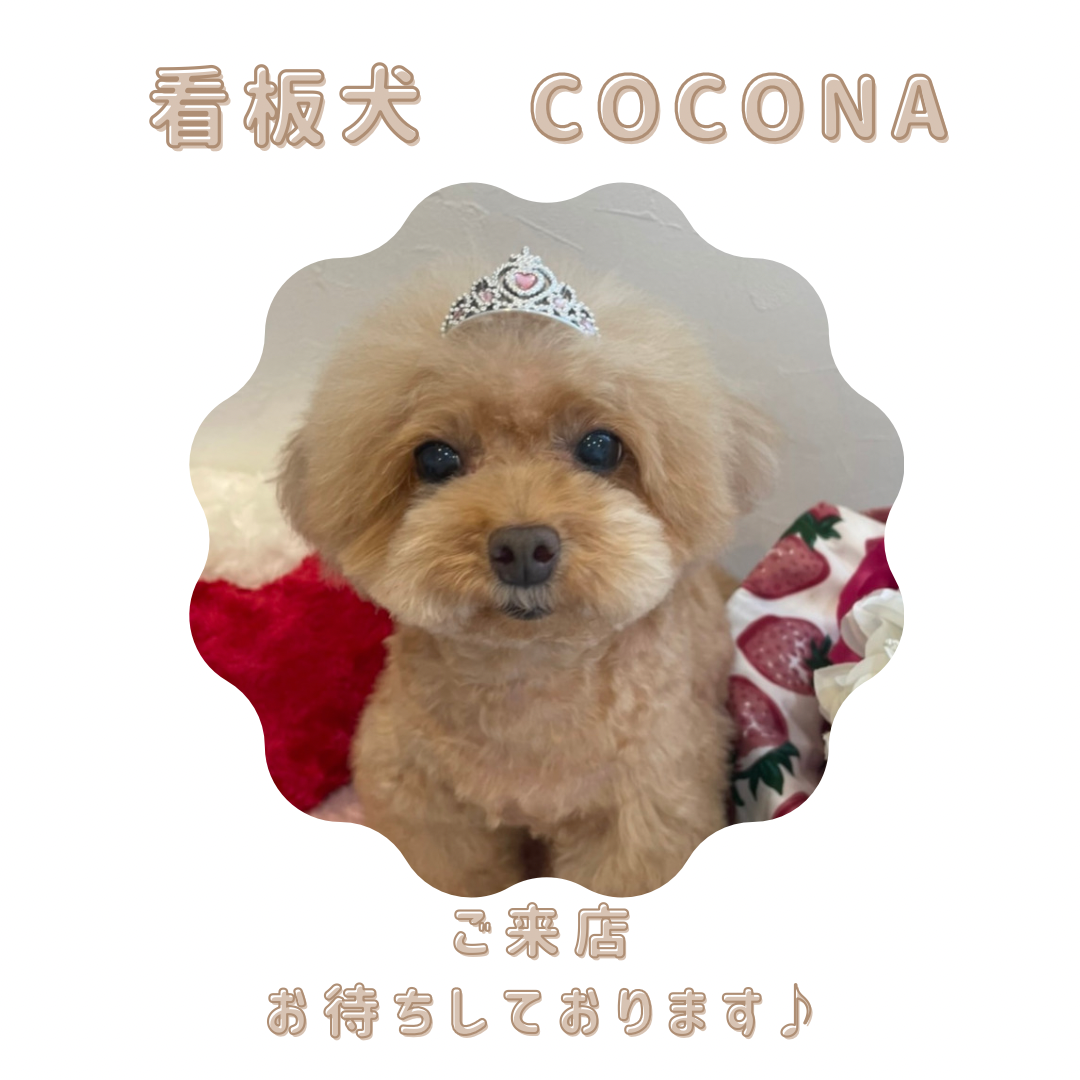 coconaの写真